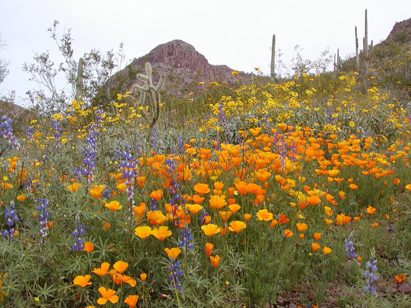 Organ Pipe National Monument